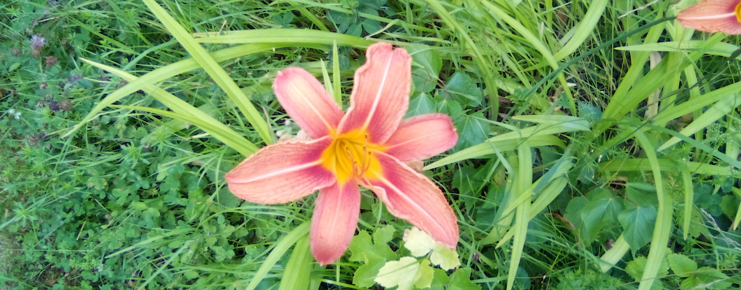 Славим Господа на струнах