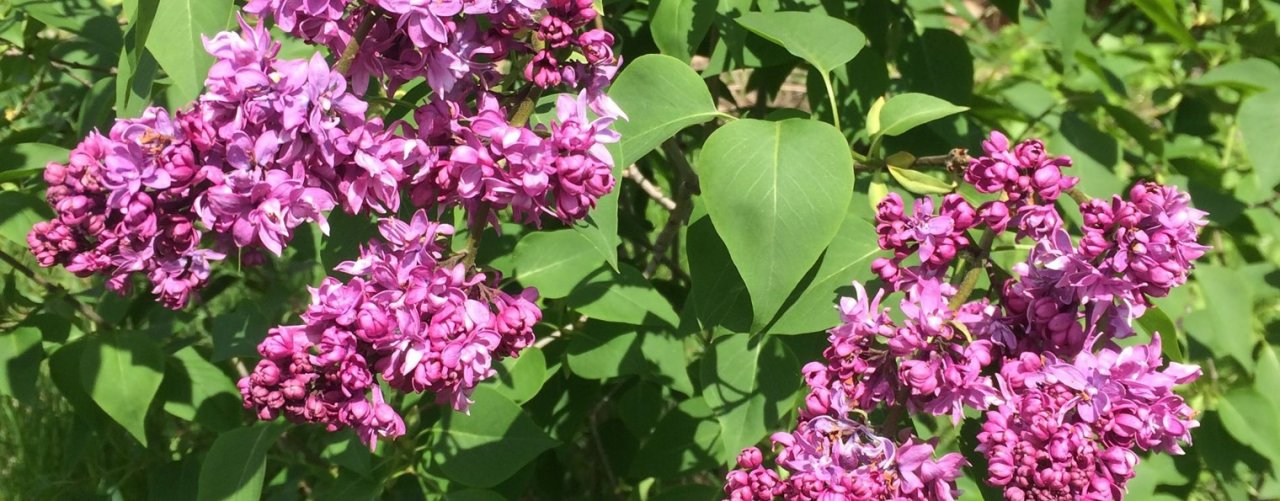 Дом на Зеленой