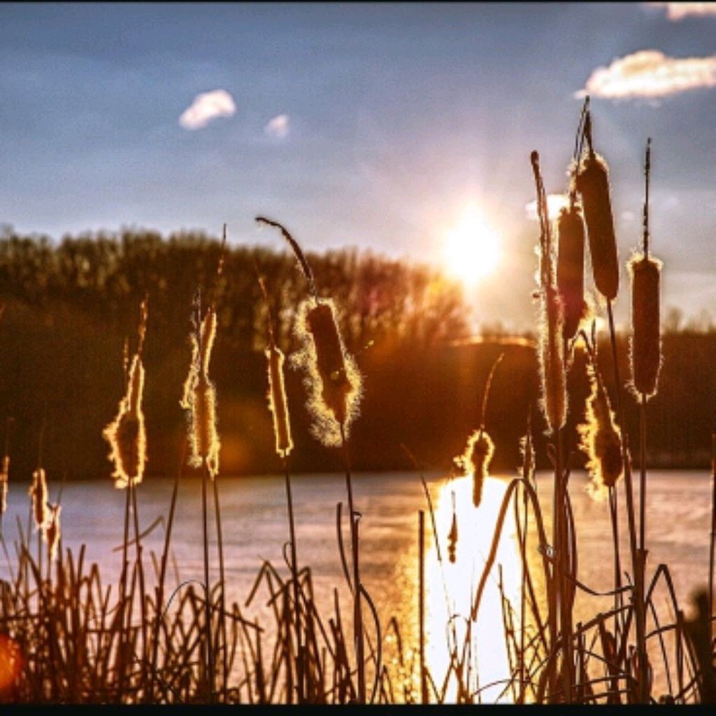 Hangry Carp 123🇷🇺