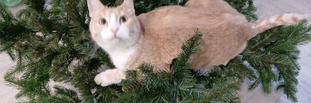 Мистер Кот С Сосиской