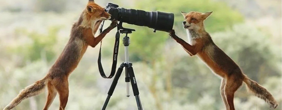 Забавные животные 🦁🐈🐻🦘🐼🐕🦜🐘