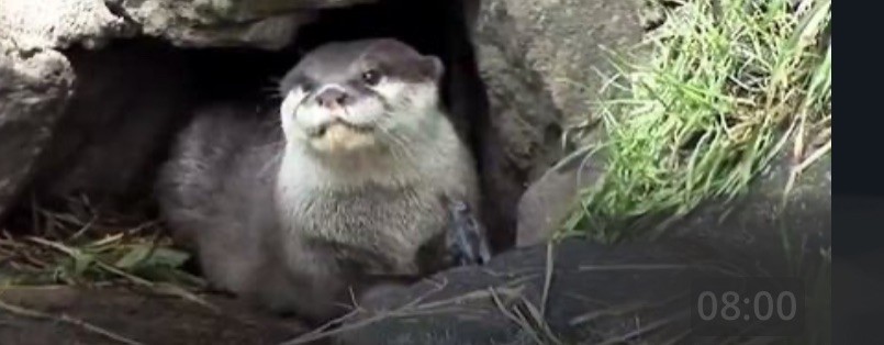 Пипа типа 🦦 🦫