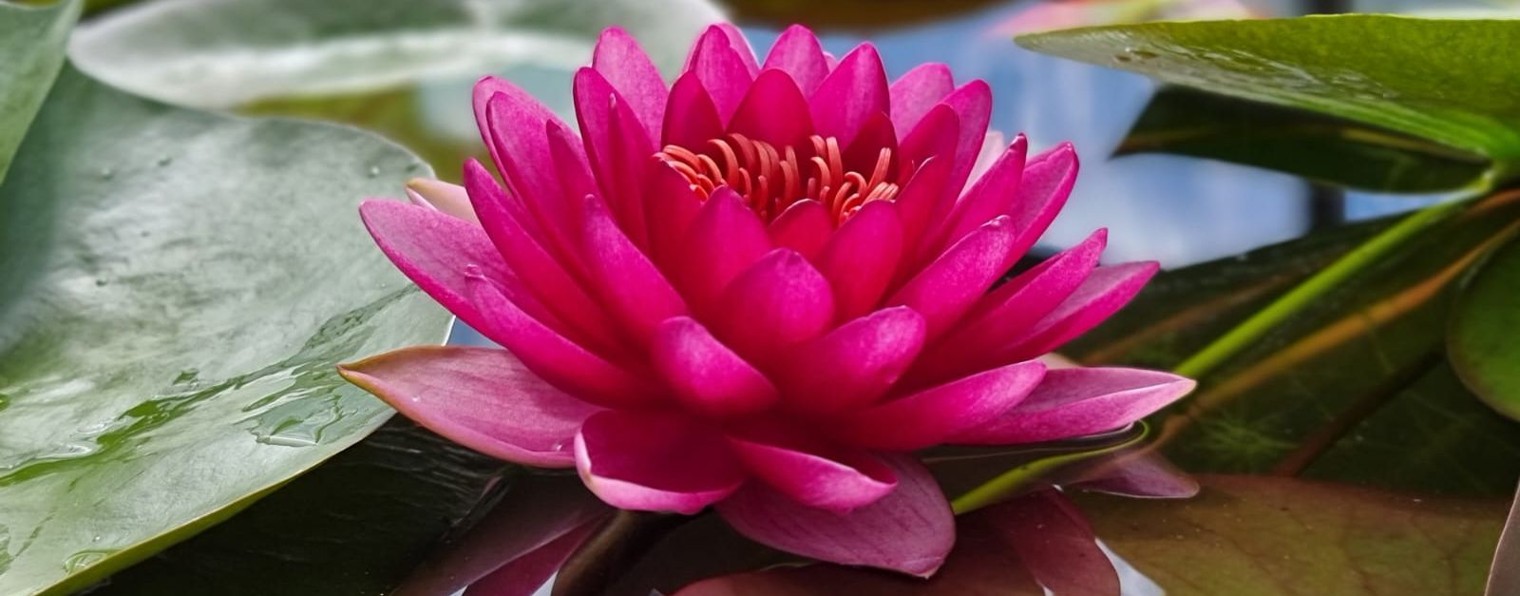 Сибирская Кувшинка