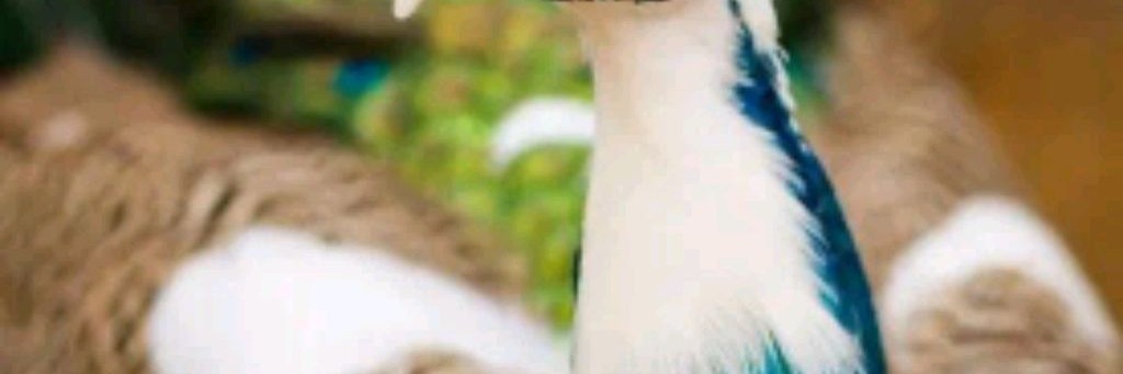 Пернатые Друзья😊