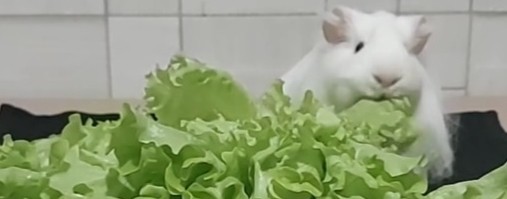 Морская свинка