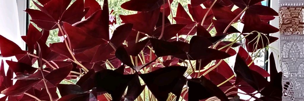 Мои кошечки