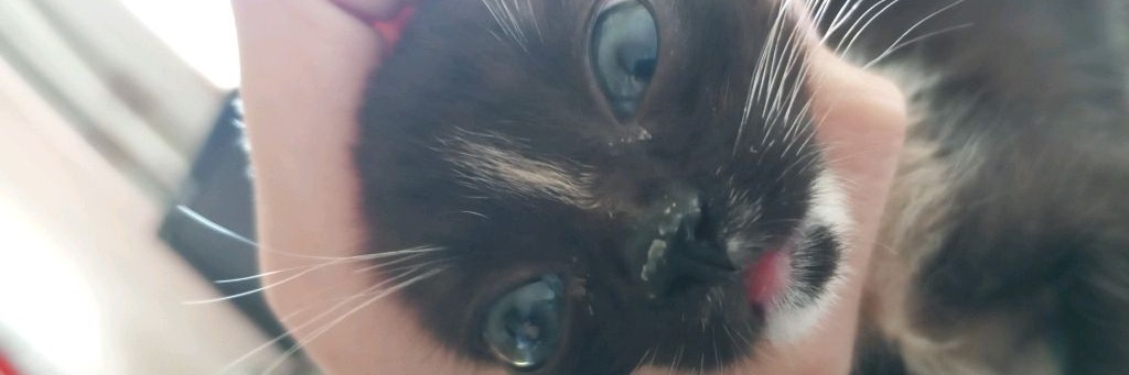 RoмаnesКО DelaeТ ВСЕ