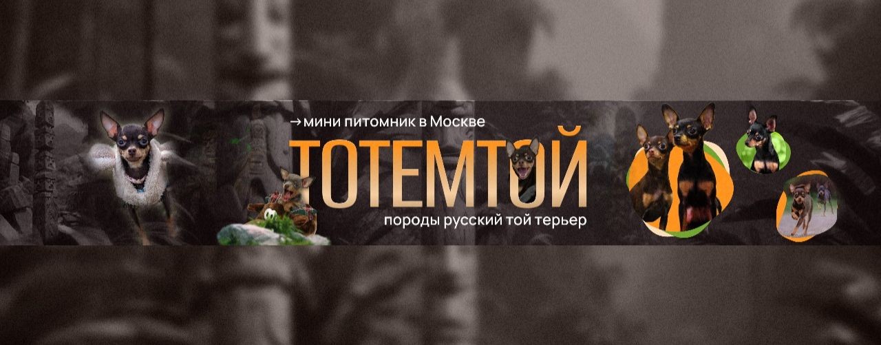 Тотемтой - питомник породы русский той. Москва.