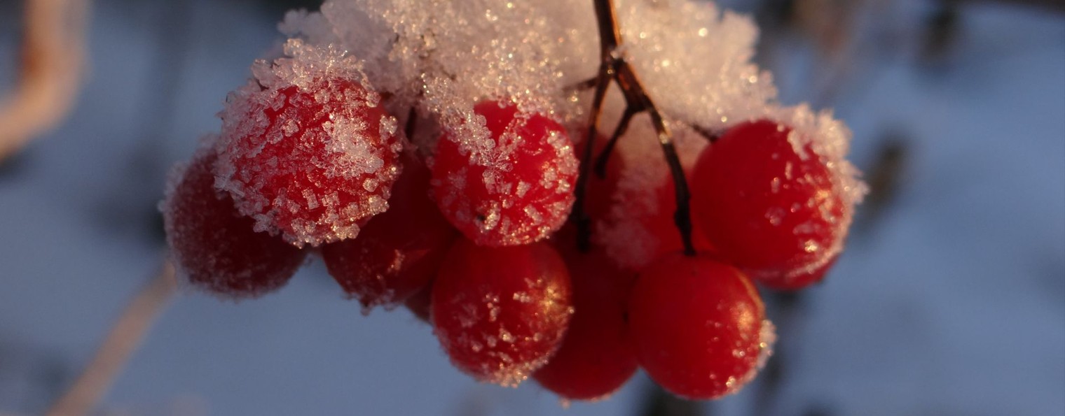 Елена Венеди