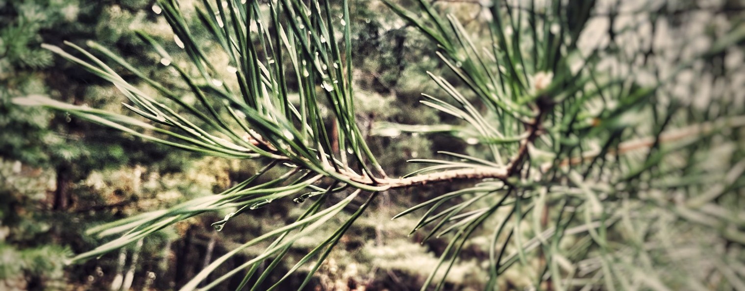 Андрей Андреич