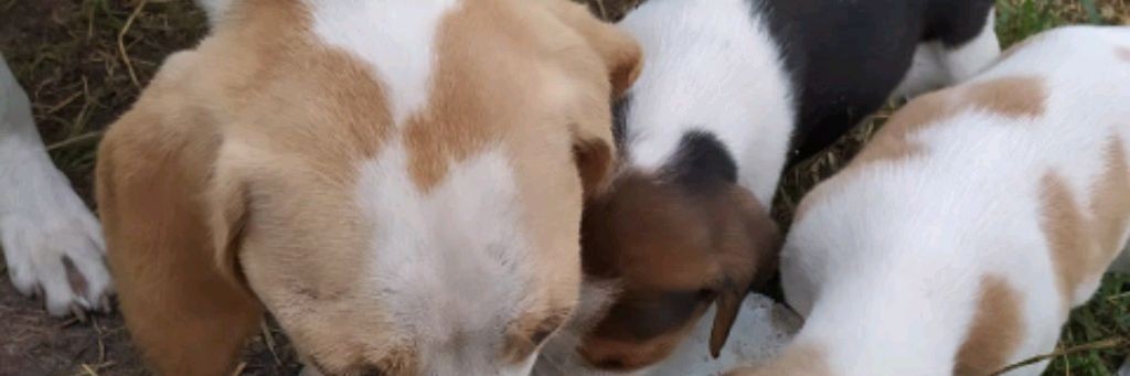 Охота - Тяжëлая работа