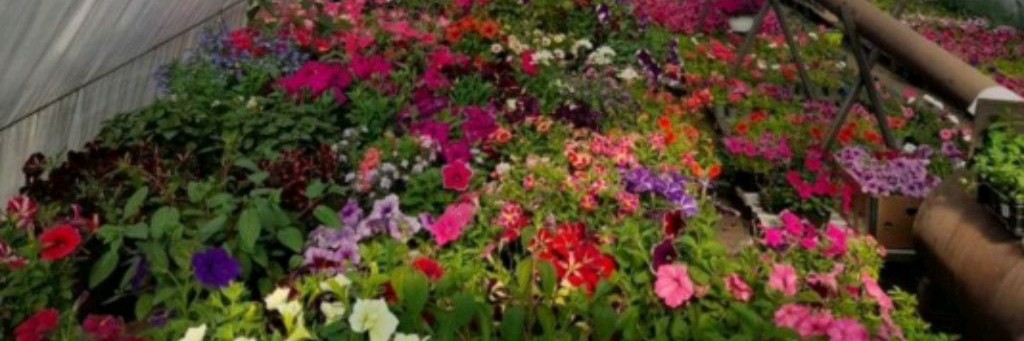 Корни в порядке