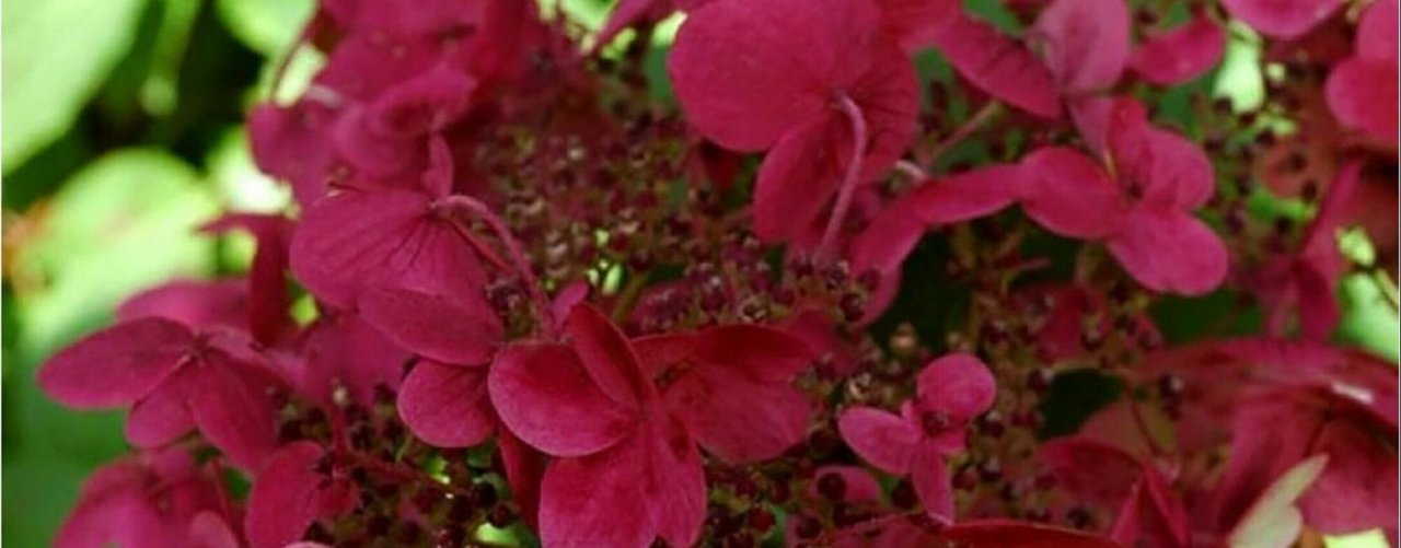 Гортензии метельчатые Хабаровский Край