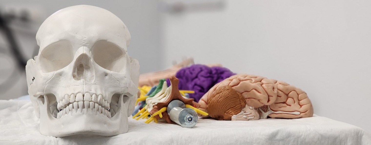 CADAVREA | От анатомии к упражнениям