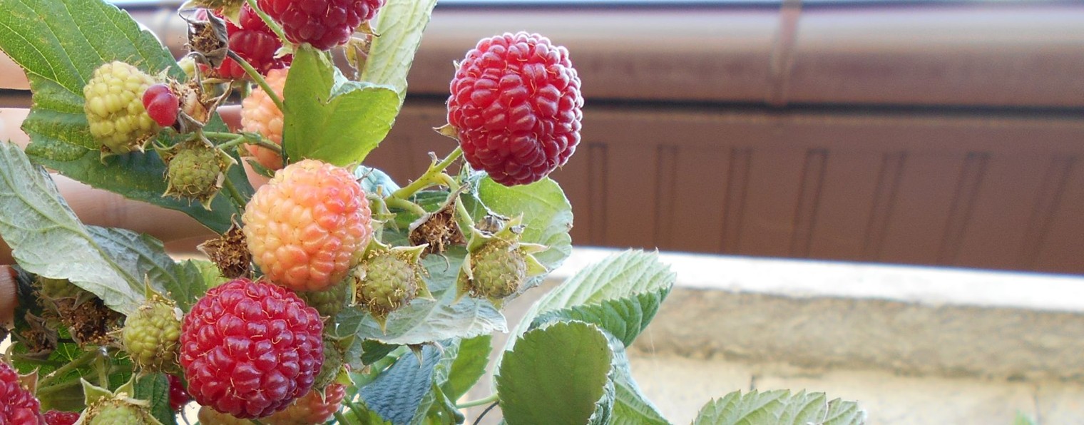 Дмитрий пчеловод. Крым