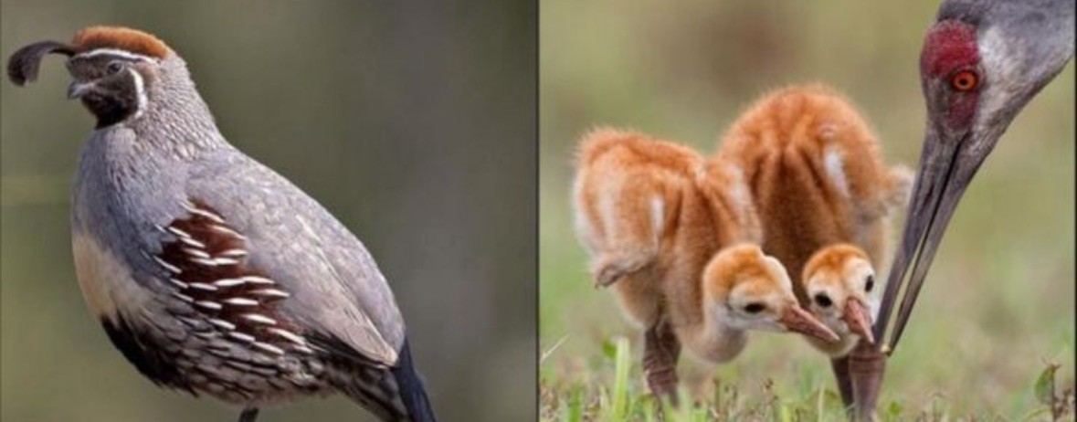 Главный любитель птиц 🐥🐦🦉