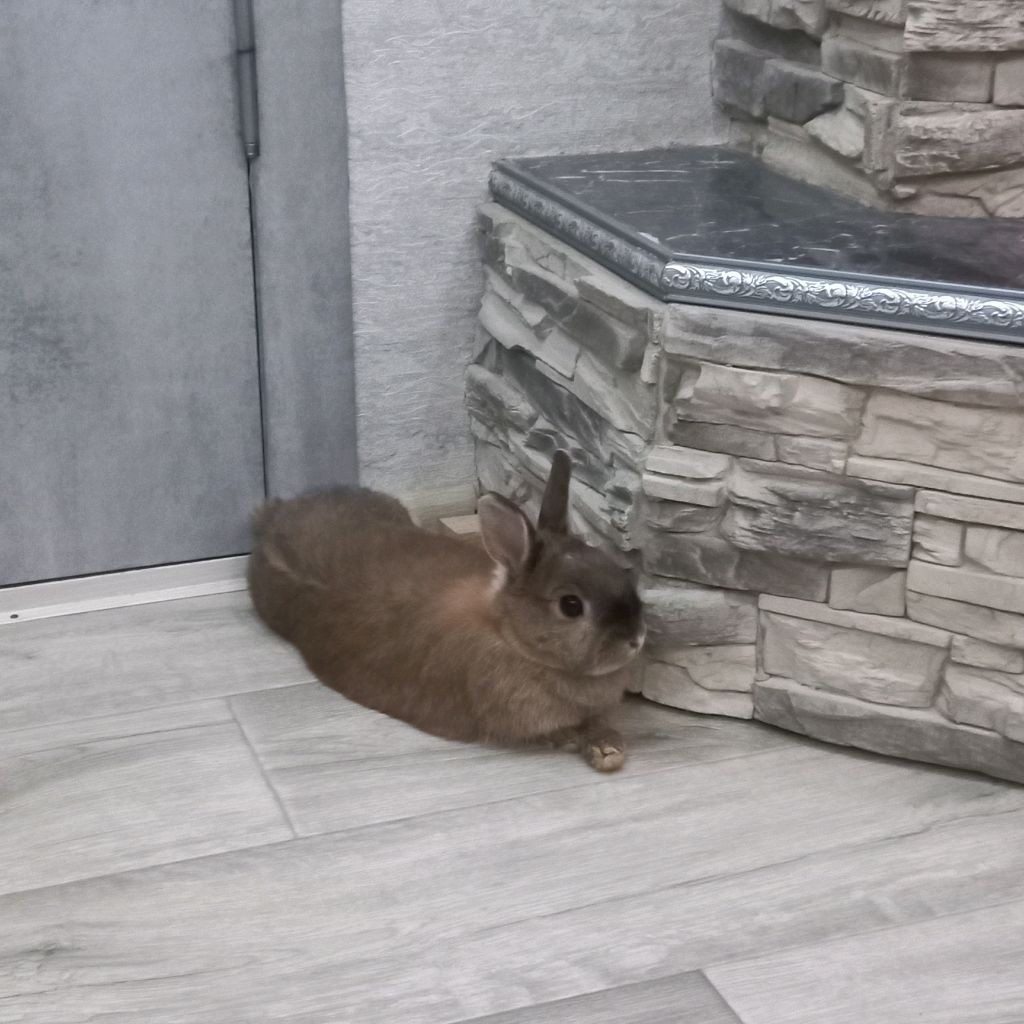 Кролик Карамелька ❄️