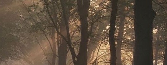 Бортовой кот