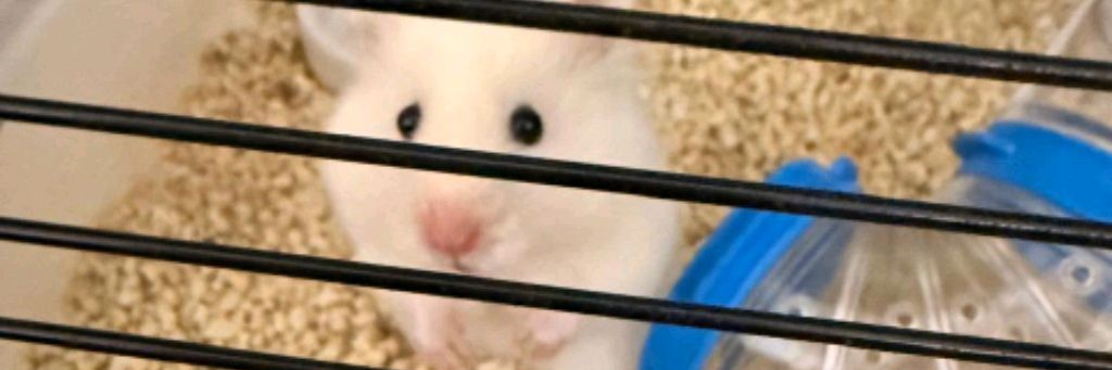 Хомяк Ассорти