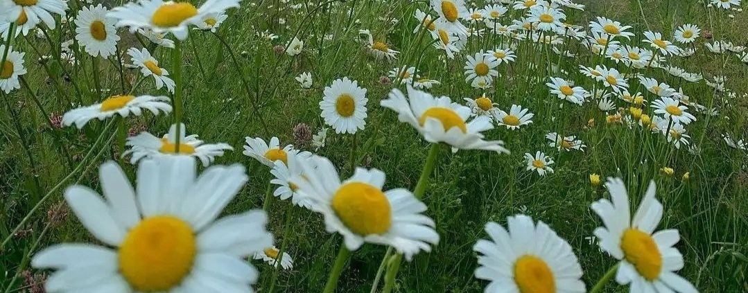 Radosti_neidealnoy_gizni