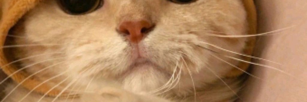 🦓🥛 Белая Зебра 🥛🦓