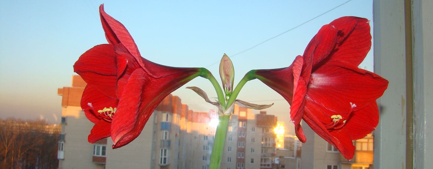 Свет СВЕРХНОВОЙ