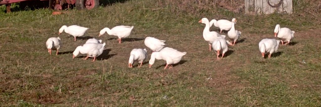 Чирогурт - Котегово