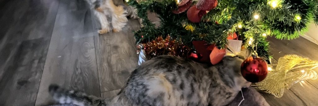 Бекуи и Аньля Мяу Гав 🐶 🐈