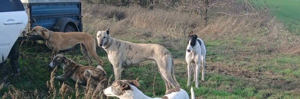 Алексей Шмелёв.Охота с борзыми