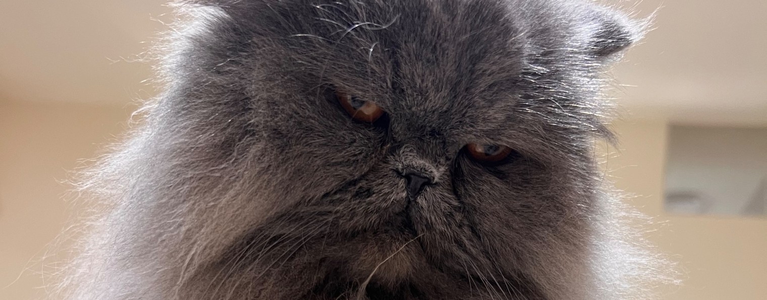 Японский кот