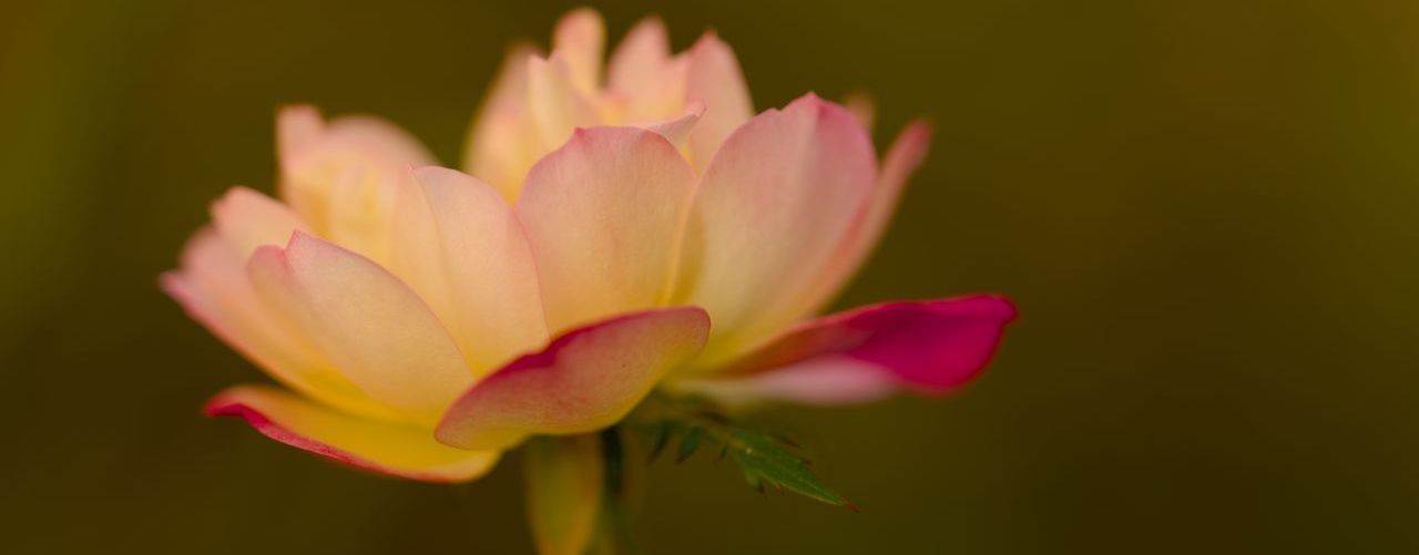 Роман Гаврилов - Бхагавад гита