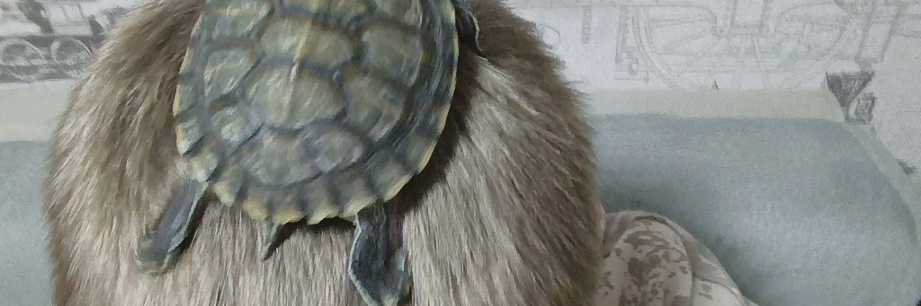 Жизнь черепахи Шустрая