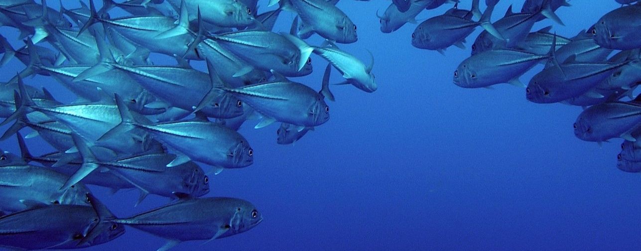 Встречи на водоёмах