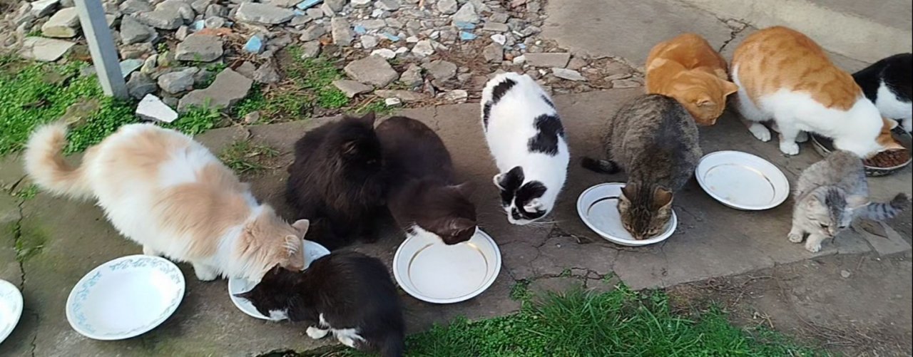 ИНВАЛИД С КОШКАМИ