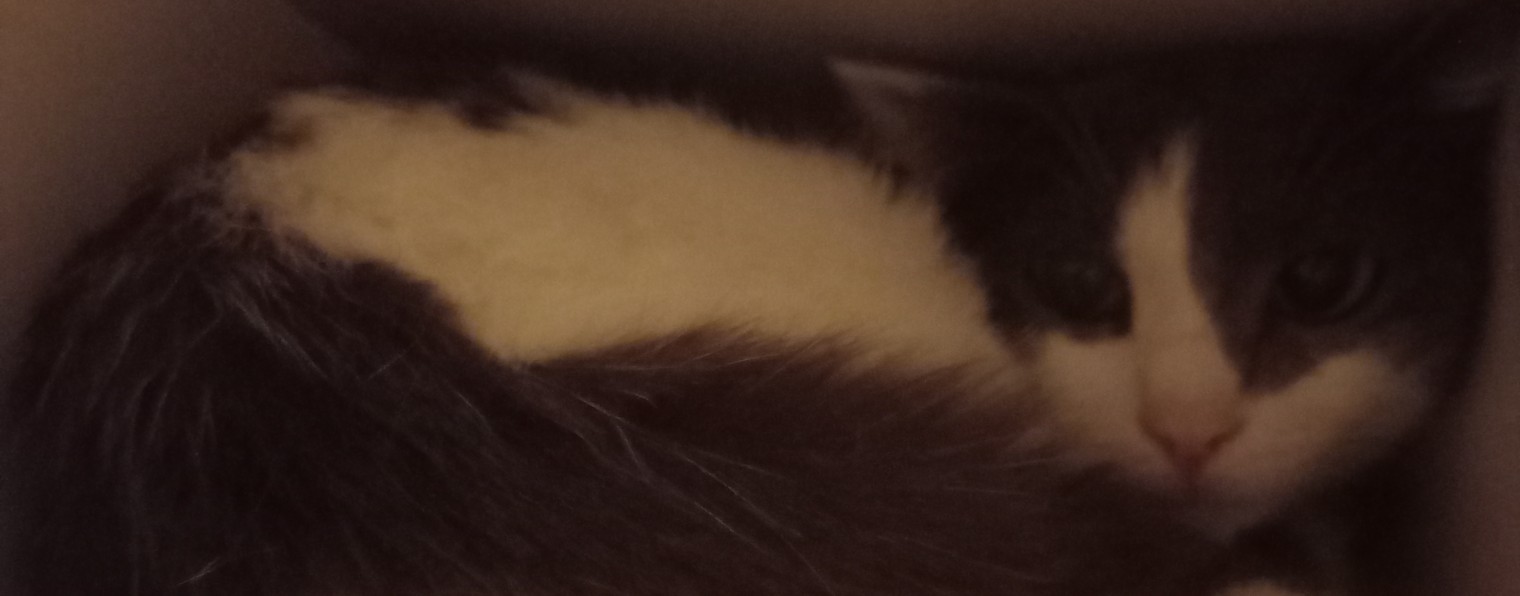 кот в коробке