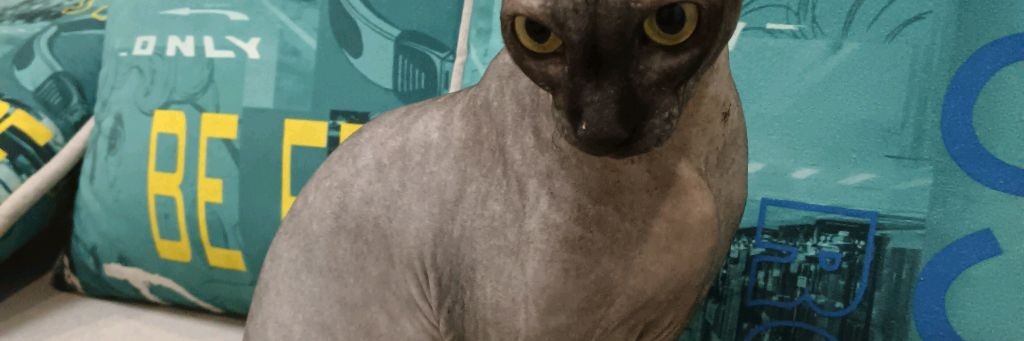 ВИДЕО ОТ ФЕНИКСА!