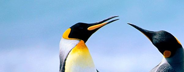 Пингвинатор 3000