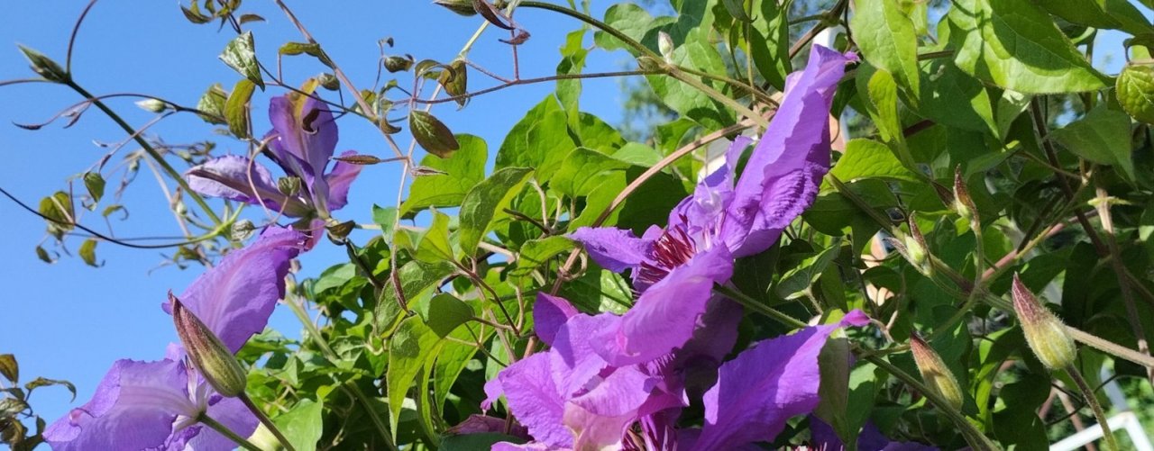 Гвоздика и многое другое из жизни и по жизни.