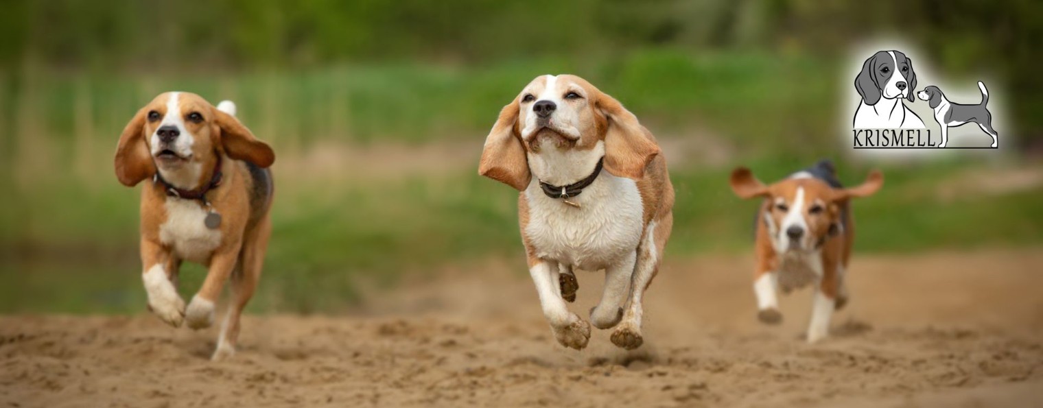 Питомник биглей КрисМэлл
