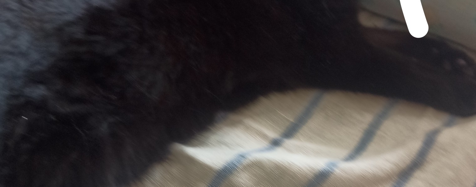 Котики Не Здаются 2