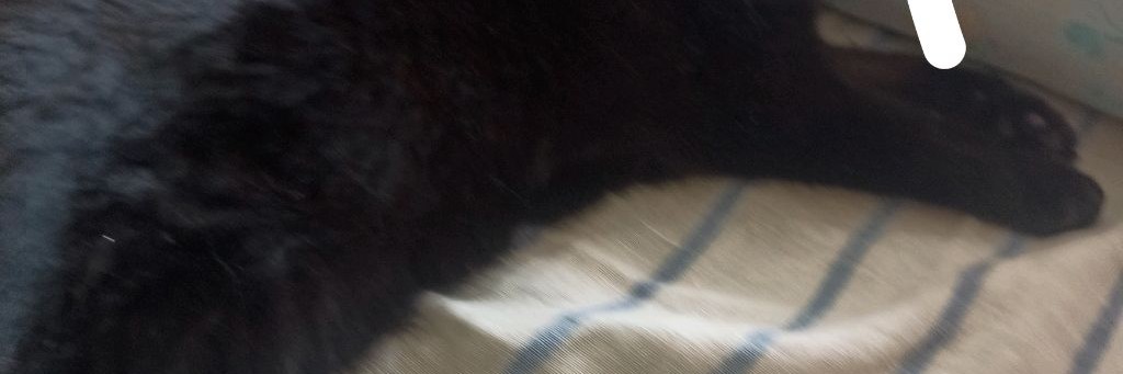 Котики Не Здаются 2