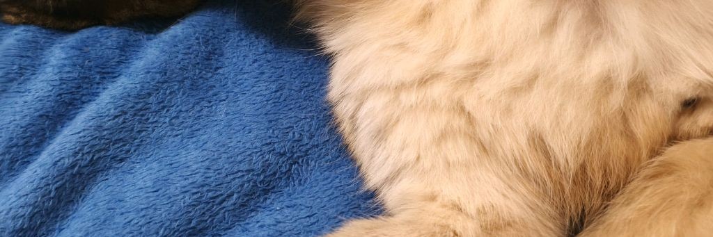 Kotяря имба🤩💥XD✅