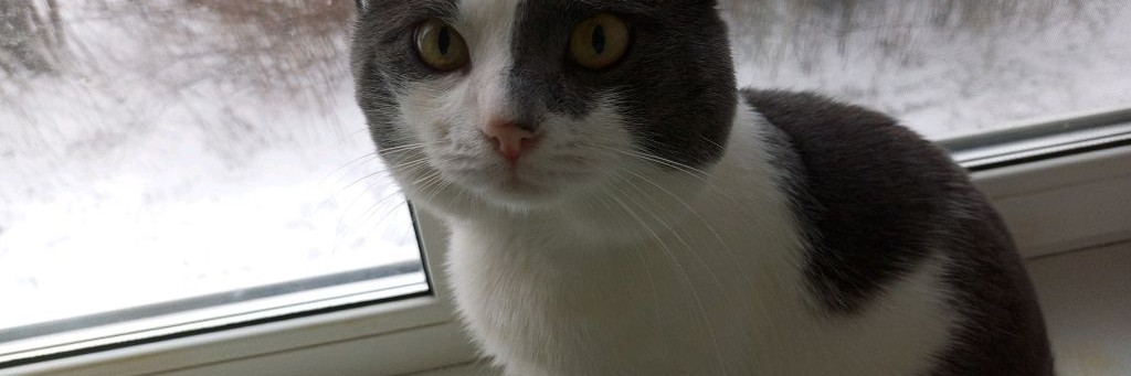 💛 Тиша 💛(рк💗🖤) (И не много 🖤дорсс💜)