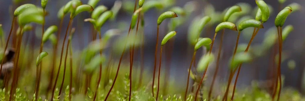 РУНЫ. ПОГРУЖЕНИЕ.