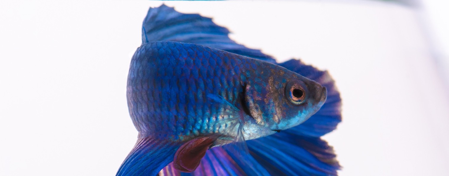 фотограф Рустам Бикулов