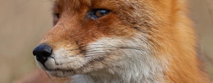 Огненный Лис