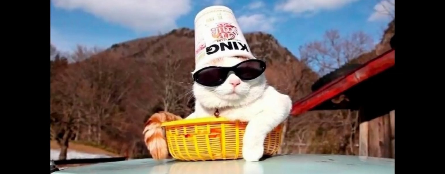 Кот вася. Е: