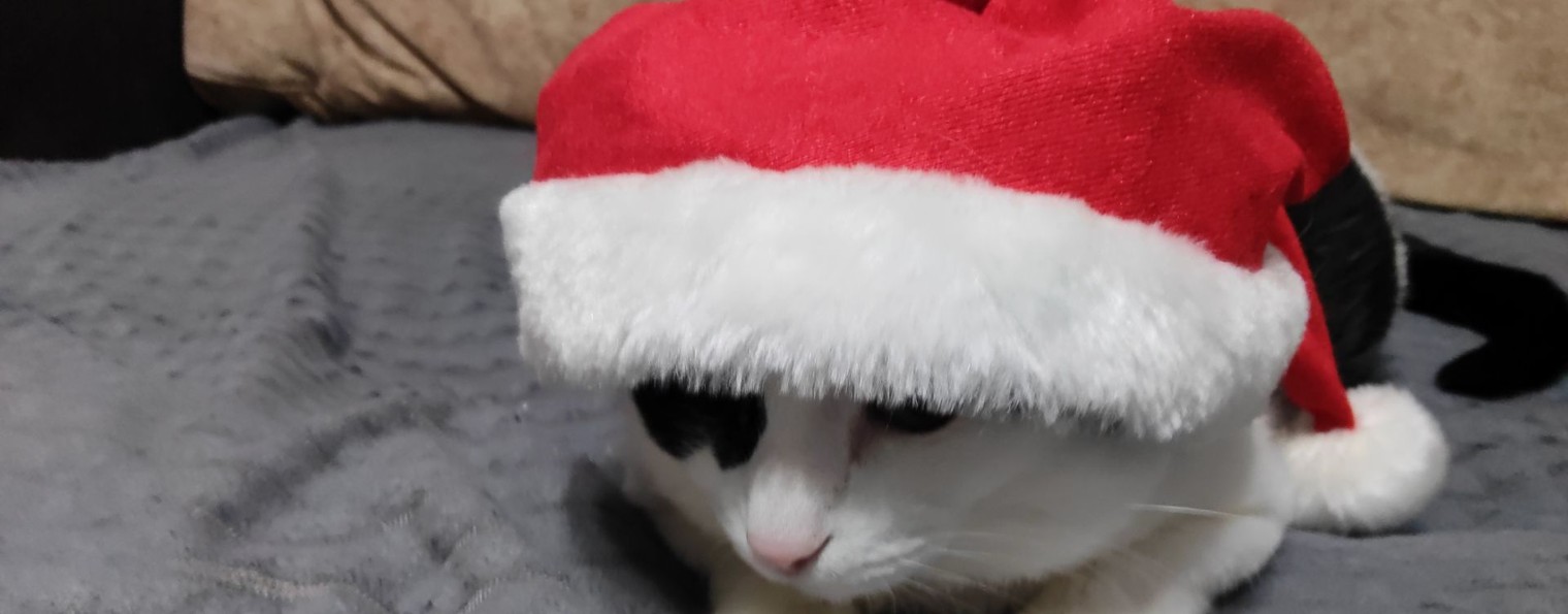 ୧‧˚ᴍᴀғɪᴏ🍮☆