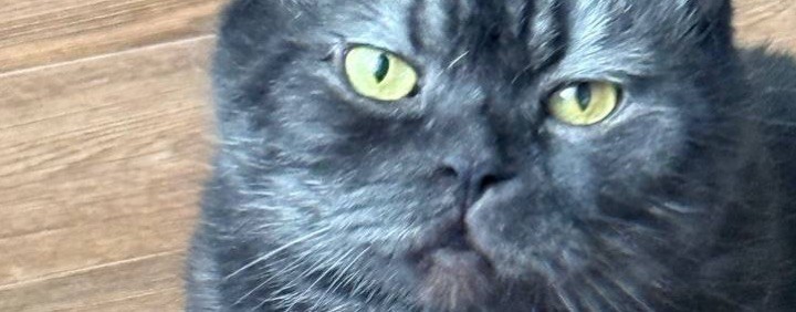 ЮДЖИН И КОТ ГРИША