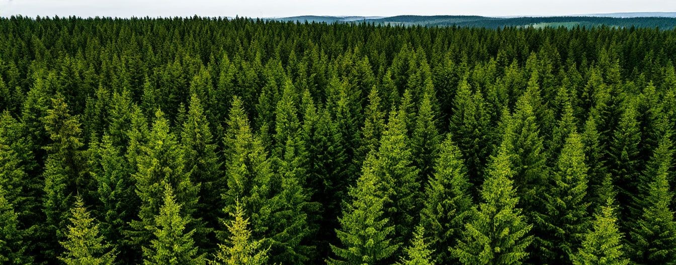 Сказочный лес